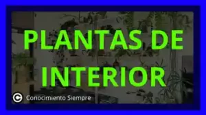 plantas de interior