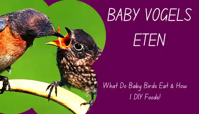 Baby Vogels Eten