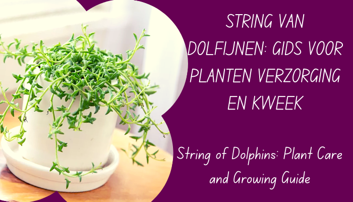 groeiende string van dolfijnen