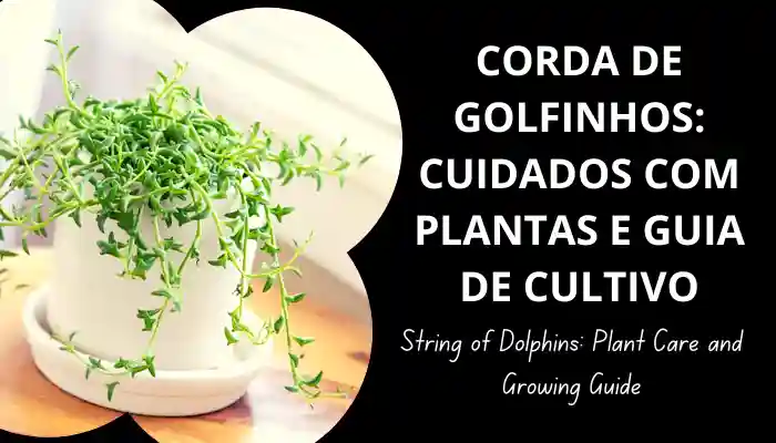 crescente Corda de golfinhos