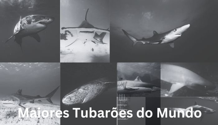 tubarões