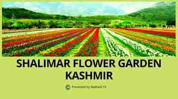 Shalimar Flower Garden Kashmir