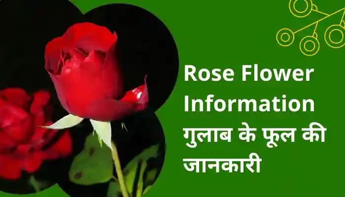 Rose Flower Information