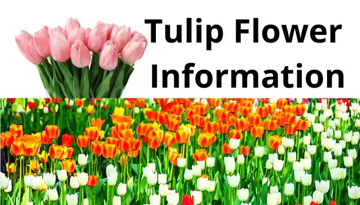 Tulip Flower Information