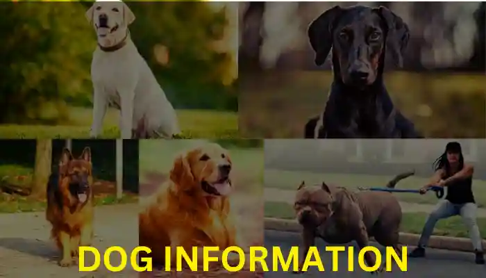 Dog Information In Hindi