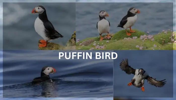 Puffin Bird Information
