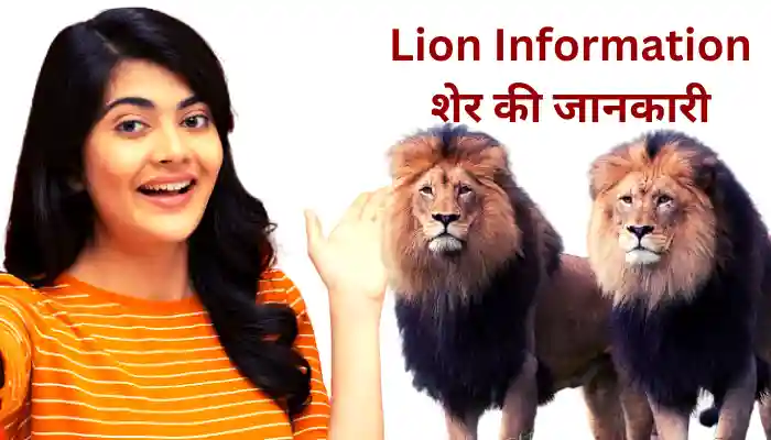 Lion Information In Hindi