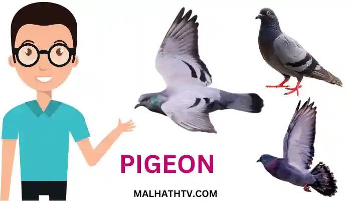pigeon bird information