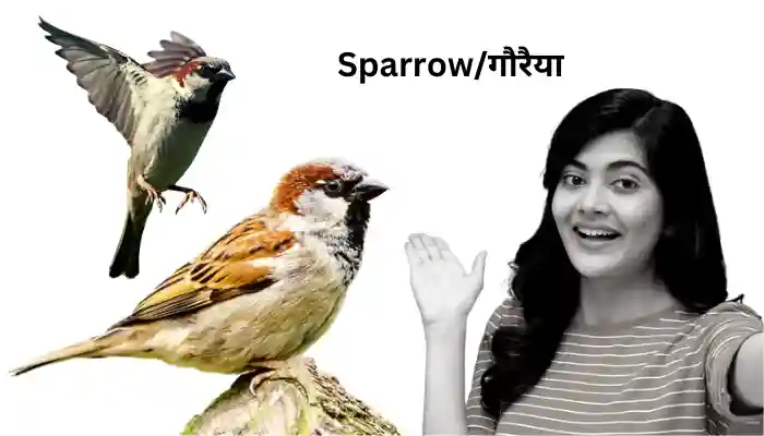 Sparrow Information In Hindi