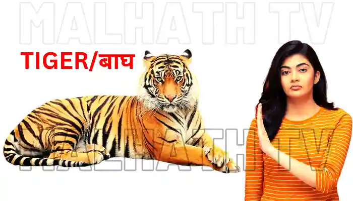 tiger information in Hindi