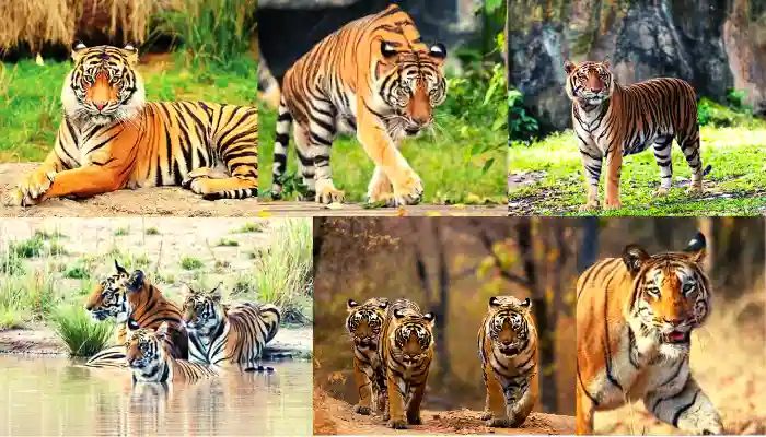 Tiger Pictures and Images