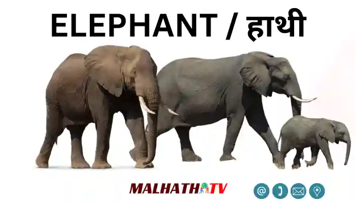 Elephant Information in Hindi हाथी के बारे में जानकारी