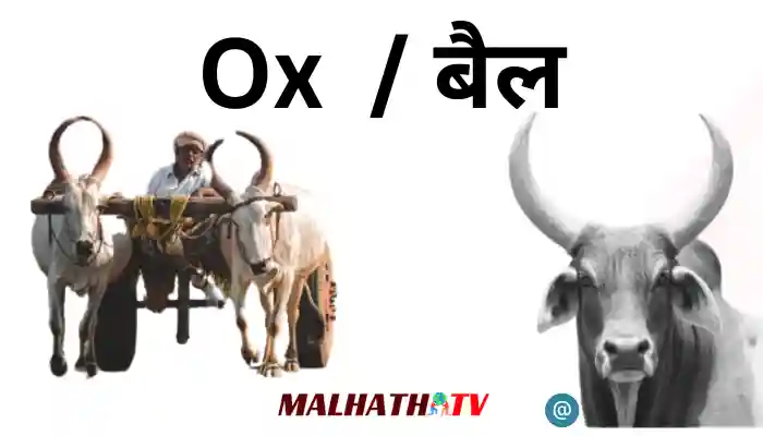 Ox information in Hindi
