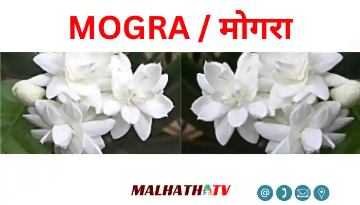 mogra flower in hindi