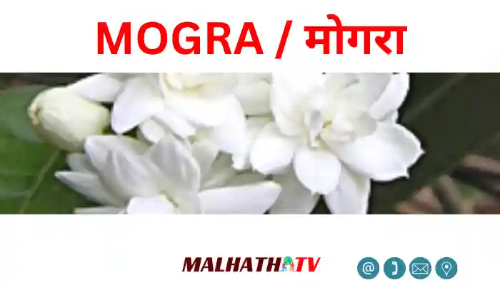 types of mogra flower