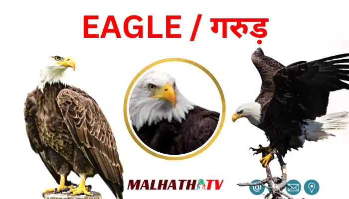 Eagle information in Hindi