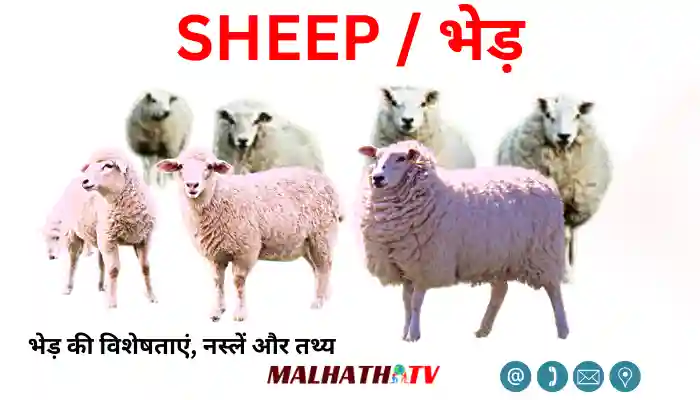 Sheep Breeds, Facts, Characteristics in Hindi भेड़ की नस्लें, तथ्य