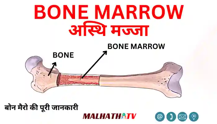 bone marrow information in hindi