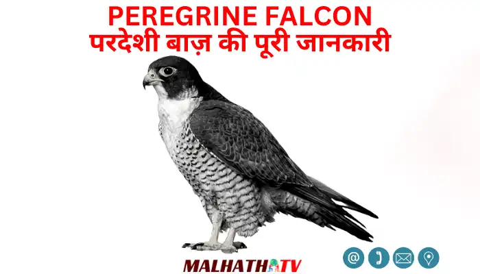 Peregrine Falcon Information in Hindi