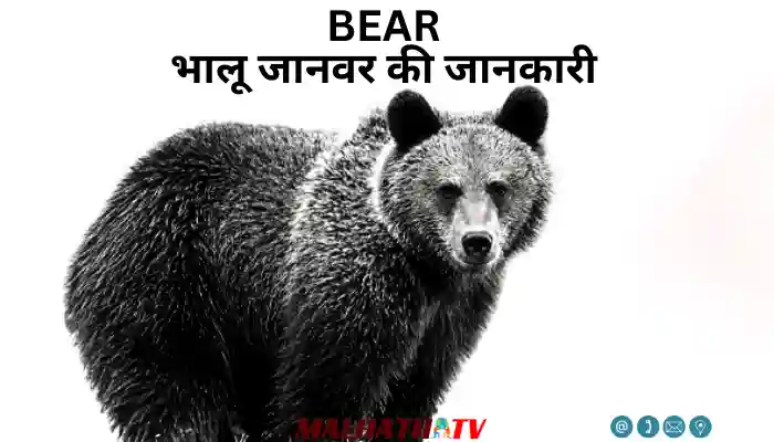 bear animal information in hindi