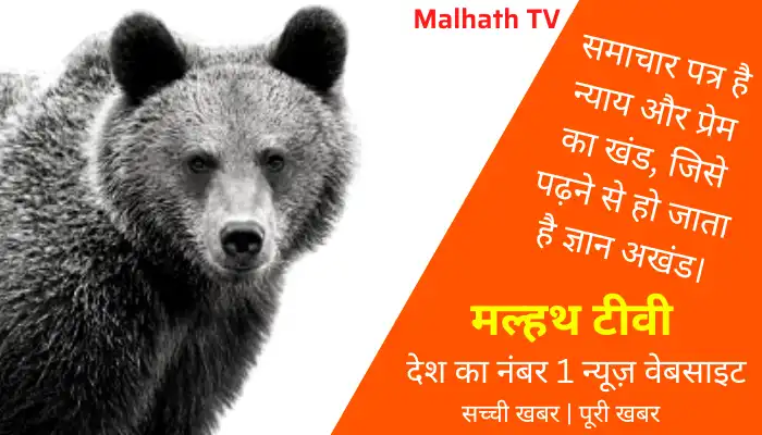 meaning of bear in hindi